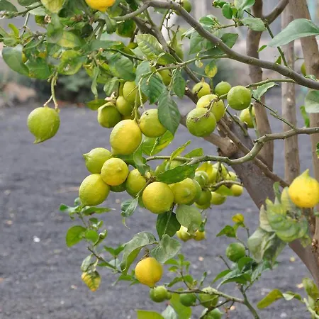 カントリーハウス La Casita De Mari Carmen